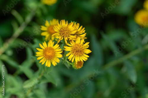 Obraz na płótnie Inula spiraeifolia spirea-leaved fleabane flowers in bloom, beautiful summer autumn yellow flowering ornamental plant w salonie