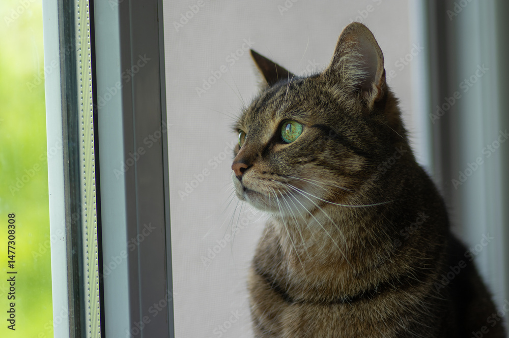 Old cute marble cat with amazing lime eyes looking through the window