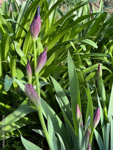 Foto Tight purple tinged buds preparing to bloom
