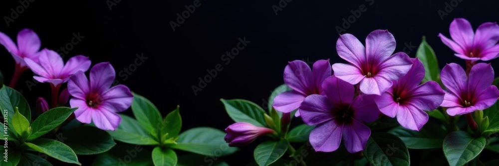 Obraz premium Vibrant purple blooms, lush green foliage, stark black backdrop, stem, detail