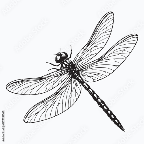 Minimalist Dragonfly Vector Illustration