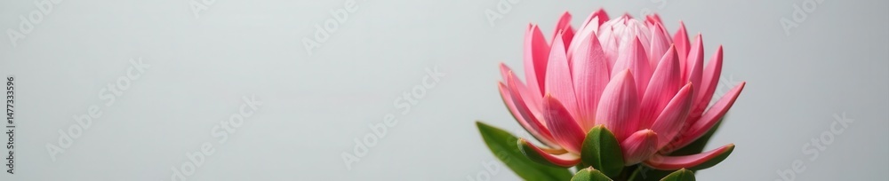 Fototapeta premium Magnificent pink King Protea, isolated, light grey background, sharp focus, isolated, plant