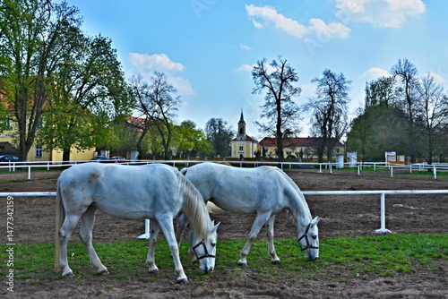 Czech Republic-view on the horses in the stud Kladruby