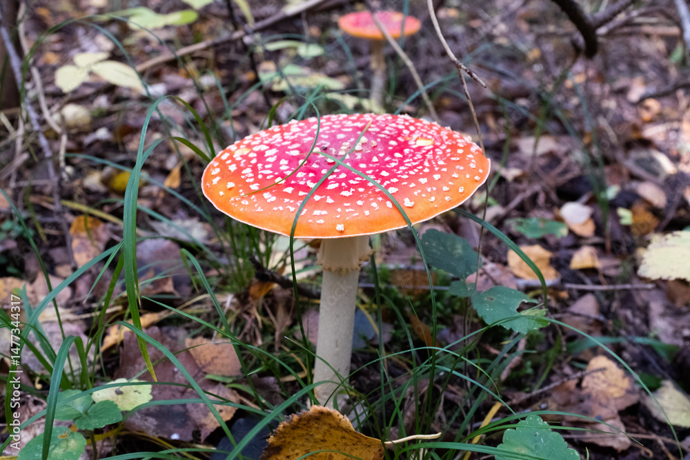 Fototapeta premium Red fly agaric among the fallen leaves on autumn forest, close-up. Poisonous mushroom. Amanita Muscaria fungus for publication, poster, screensaver, wallpaper, cover, post. High quality photo