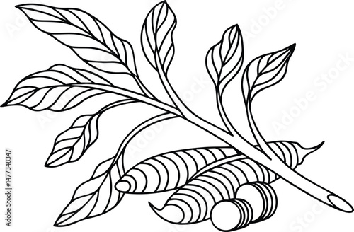 A detailed line drawing depicting cassava plant parts with leaves and roots