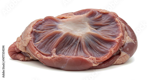 Raw beef tripe prepared for cooking showing intricate interior and textured appearance close up photo
