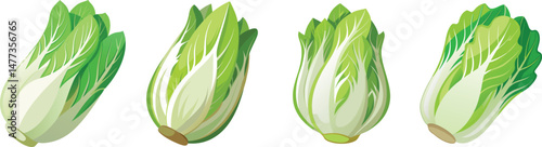 Fresh Napa Cabbage Illustration.