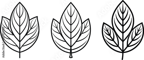 Collection of Minimalist fem Leaf Outlines.