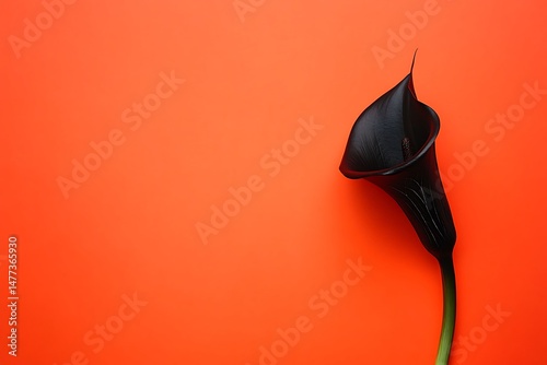 Black Calla Lily Against Orange Backdrop