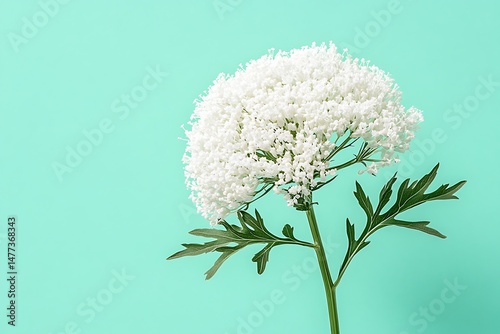 White flower on a colored backdrop