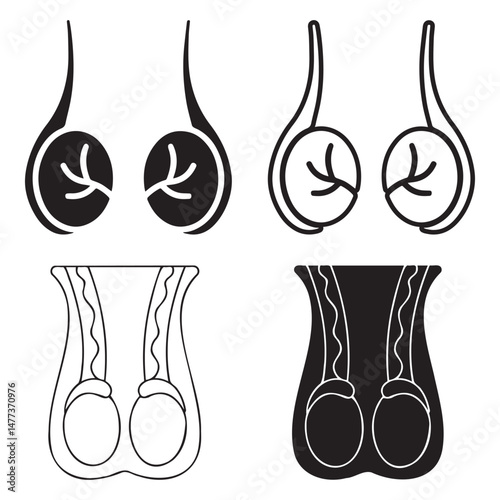 Human Testicle Icon Collection. Male reproductive organ anatomy collection. Reproductive system.