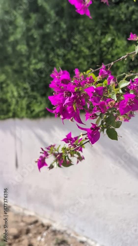 Wallpaper Mural An Ideal Plant For Hot Mediterranean Areas Torontodigital.ca