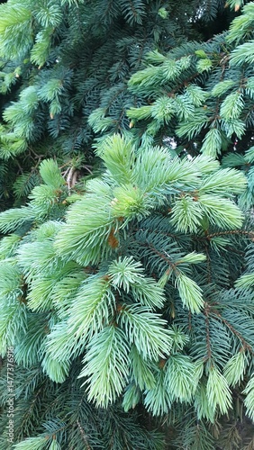 fir tree branches