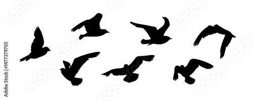 Outlines of flying birds. Black and white silhouette of birds in the wild. Flock of birds, Design element