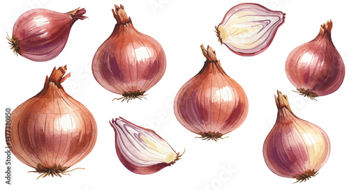 Watercolor Illustration Depicts Several Whole And Halved Shallots Scattered Across A White Background Showcasing The Vegetables Layered Structure And Reddish Purple Hue In A Delicate
