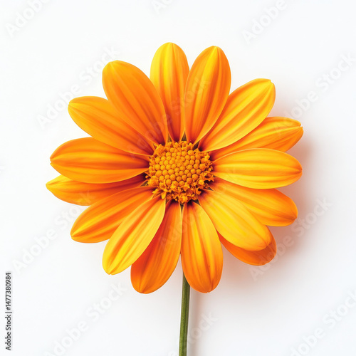 Vibrant orange flower on white background
