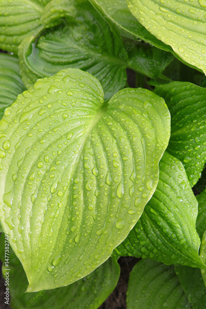 Obraz premium Background of Rain water droplets on green leaves of hosta plant, after raining. freshness concept.