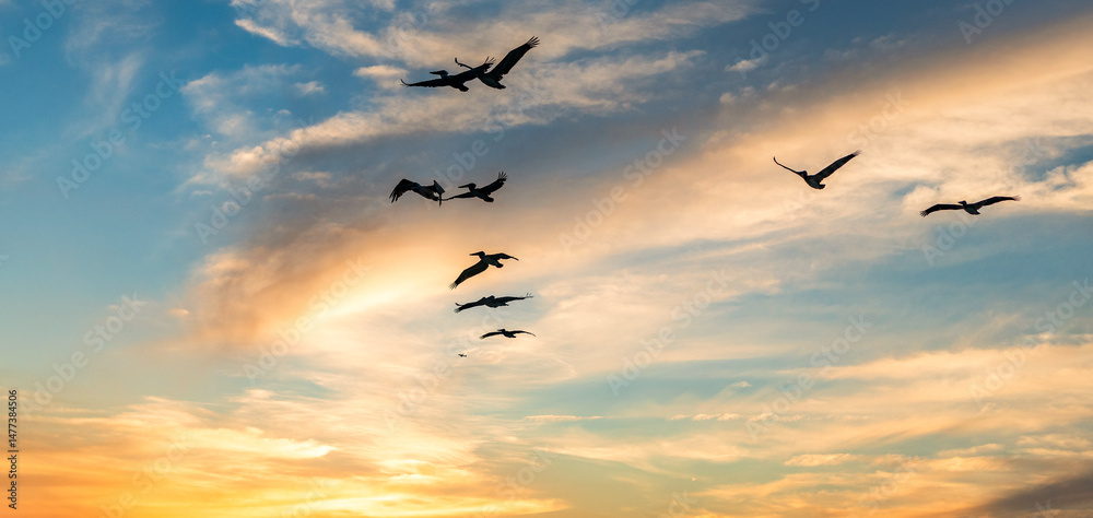 Fototapeta premium Pelican flying during migration. Bird flying in formation. Birds migration. Flock of pelican bird. Migration of migratory birds. Flock of migrating Pelican flying in formation. Pelican flying in sky