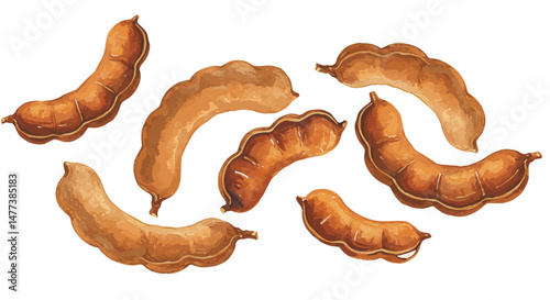 A Watercolor Painting Showcases The Intricate Details Of Tamarind Pods Emphasizing The Rich Amber Hues And The Natural Texture Of The Fruit With A Realistic And Inviting Food Illustration