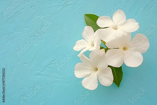 White flowers on pastel turquoise background