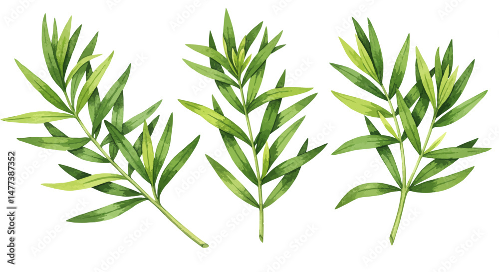 Fototapeta premium Watercolor Illustration Showcases Three Sprigs Of Fresh Thyme Leaves Painted With Delicate Detail And Soft Natural Tones Evoking A Sense Of Culinary Freshness And Botanical Artistry