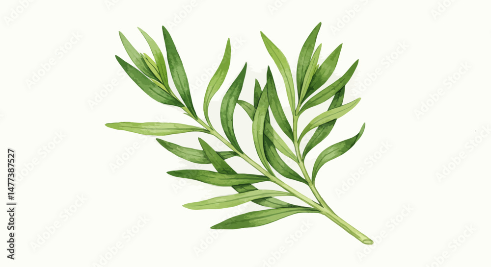 Fototapeta premium A Delicate Watercolor Painting Showcases A Sprig Of Tarragon Its Slender Pointed Leaves A Vibrant Green Evoking A Sense Of Freshness And Natural Beauty Against A Clean White Background