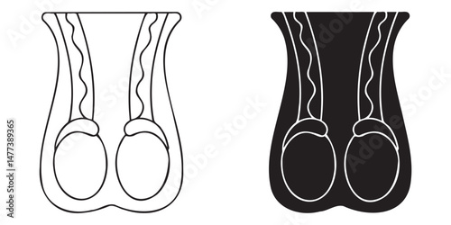 Human Testicle Icon Collection. Male reproductive organ anatomy collection. Reproductive system.
