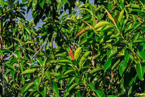 Tableau sur toile Foliage loaded with elastic ficus with new shoots.