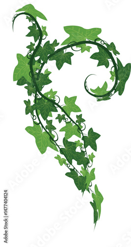 Curly Ivy Leaf Vine Decorative Plant Vector Illustration
