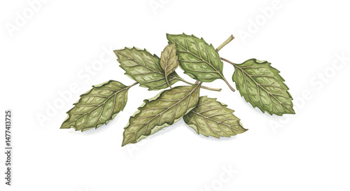 Detailed Watercolor Illustration Of Two Sprigs Of Dried Mint Leaves Displayed Against A Clean White Backdrop Showcasing A Delicate And Naturalistic Depiction Of Herbal Foliage