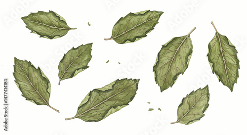 A Delicate Watercolor Painting Depicts A Scattering Of Dried Mint Leaves Against A Clean White Background Showcasing The Intricate Textures And Subtle Color Variations Of The Herbs