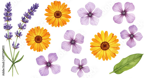 Watercolor Illustration Featuring Vibrant Edible Flowers For Culinary Spice Showcasing Lavender Calendula And Other Colorful Blossoms Rendered In A Delicate Botanical Style With A