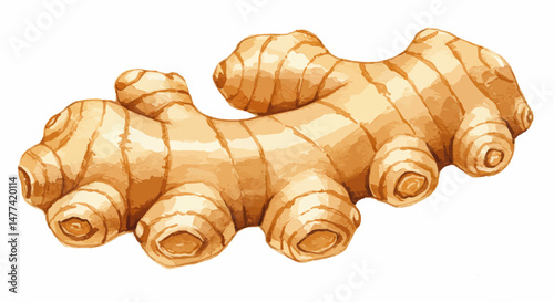 Detailed Watercolor Illustration Of A Fresh Ginger Root Rhizome Featuring Textured Skin Earthy Tones And Soft Shadows Conveys Freshness And Organic Aesthetic On A Clean White Backdrop