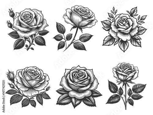 rose flower Set collection bundle sketch engraving generative ai vector illustration. Scratch board imitation. Black and white image.