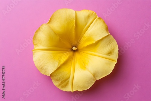Yellow flower against a pink background