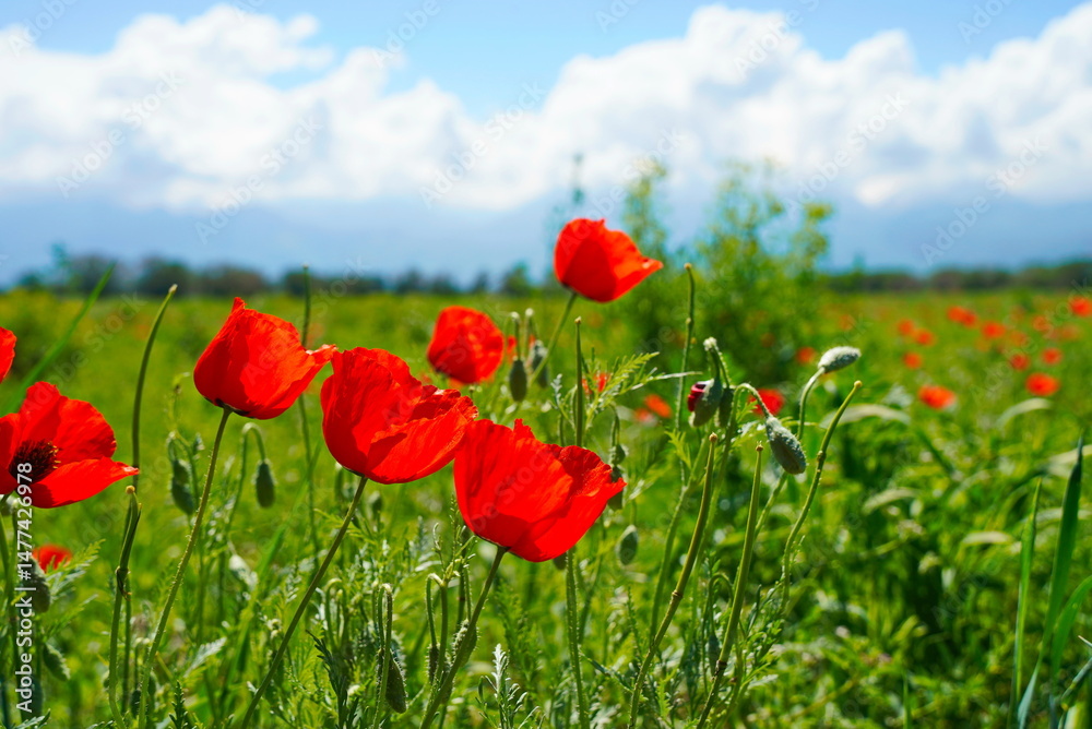 Fototapeta premium Bright red poppies in a large field. Spring.