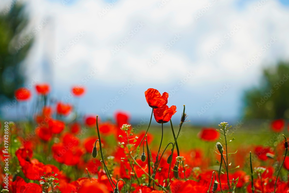 Fototapeta premium Bright red poppies in a large field. Spring.