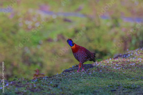 Temminck's tragopan (Tragopan temminckii) at Mandala Top, Arunachal Pradesh, India