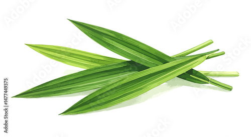 Graceful Pandan Leaves Are Rendered In A Vibrant Watercolor Style Showcasing A Natural Arrangement With Varying Shades Of Green That Evokes Freshness And Botanical Beauty On White Surface