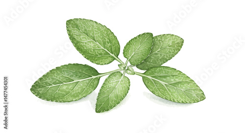Watercolor Vector Art Showcasing A Collection Of Fresh Sage Leaves Scattered Across A White Background Creating A Calming And Organic Feel Useful For Culinary Or Botanical Designs