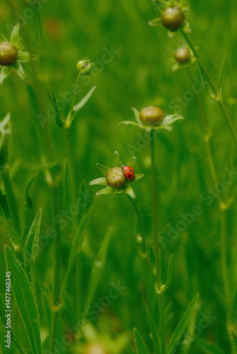 4K Ladybug on a flower bud