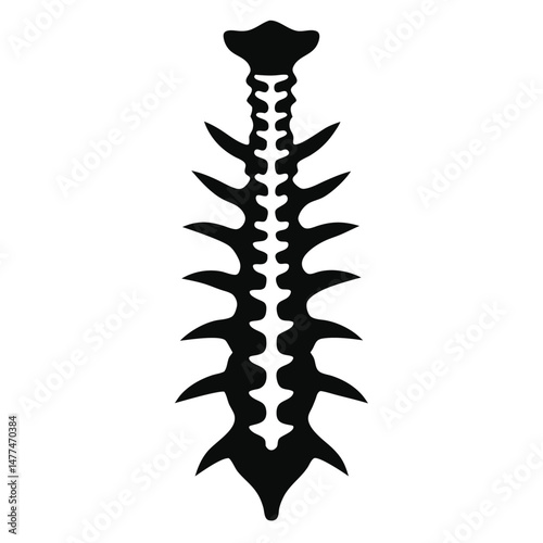 Black skeletal spine structure shows the cervical, thoracic, and lumbar regions on white