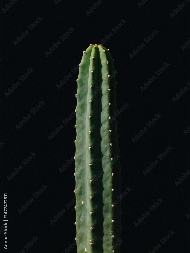 Fototapeta premium cactus close up