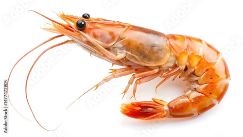 Wallpaper Mural Flying shrimp isolated on white background Torontodigital.ca
