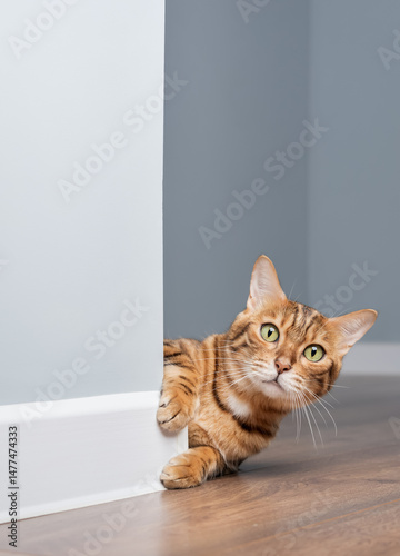 A curious Bengal cat peeks out from behind a blue wall