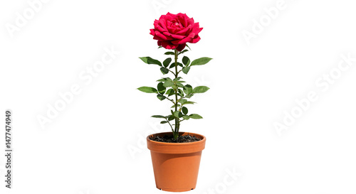 Fototapeta Naklejka Na Ścianę i Meble -  Beautiful Red Rose Plant in Terracotta Pot - Classic Romantic Garden Flower for Outdoors