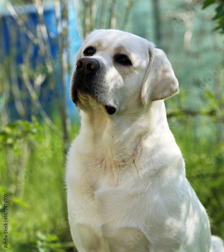 yellow labrador retriever in summer close up