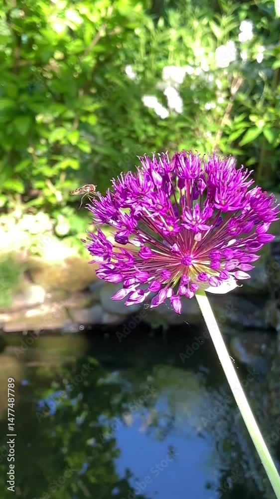 Insecte volant autour d'une fleur