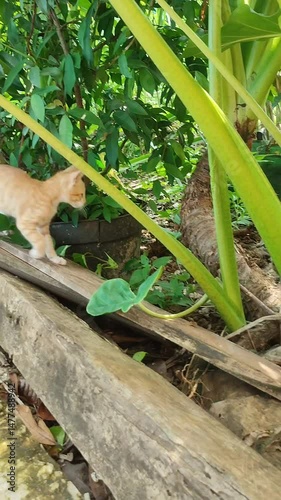Kittens are playing