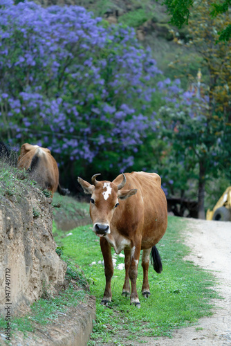 cows in a farm (Jacaranda Background)